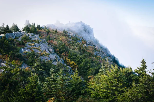 Pine trees and rocky summit, at Grandfather Mountain, North Caro — Stock Photo, Image