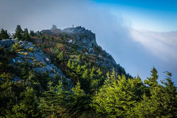 Çam ağaçları ve kayalık Zirvesi'nde büyükbaba Dağı, Kuzey Caro