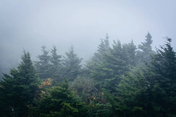 Pine trees in fog, at Grandfather Mountain, North Carolina. — Stock Photo, Image