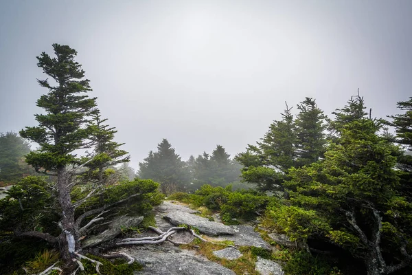 Pinheiros em nevoeiro, em Grandfather Mountain, Carolina do Norte . — Fotografia de Stock