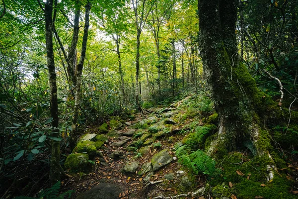北卡罗祖父山的黑岩自然小道 — 图库照片