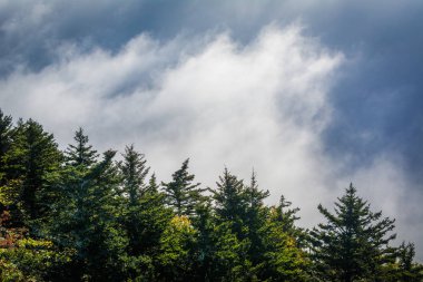 Ağaçlar ve büyükbaba Dağı, N, güneş tarafından aydınlatılmış sis
