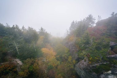 Sis, büyükbaba Dağı, Kuzey Carolina, ağaçlarda.