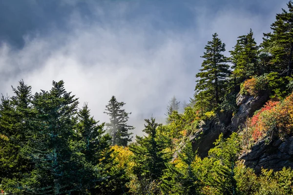 Trees and fog illuminated by the sun, at Grandfather Mountain, N — Stock Photo, Image