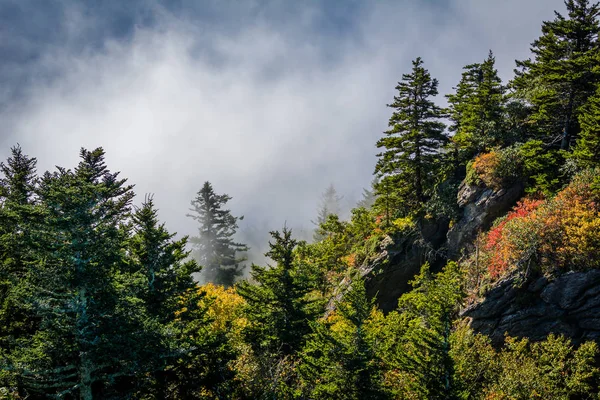 Trees and fog illuminated by the sun, at Grandfather Mountain, N — Stock Photo, Image