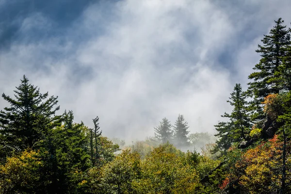 Ağaçlar ve büyükbaba Dağı, N, güneş tarafından aydınlatılmış sis