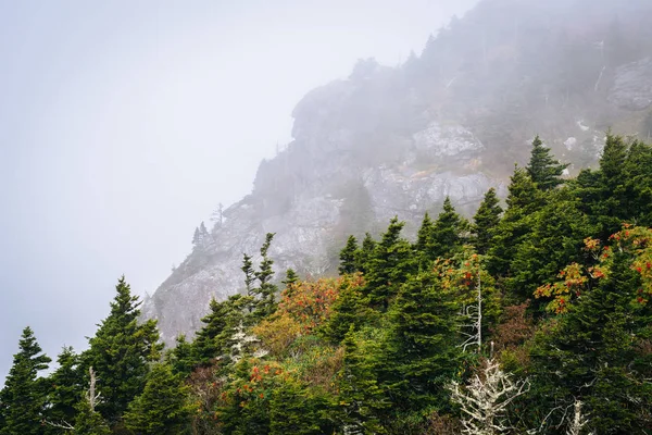 Árvores e encostas rochosas no nevoeiro, na Montanha do Avô, Ca do Norte — Fotografia de Stock