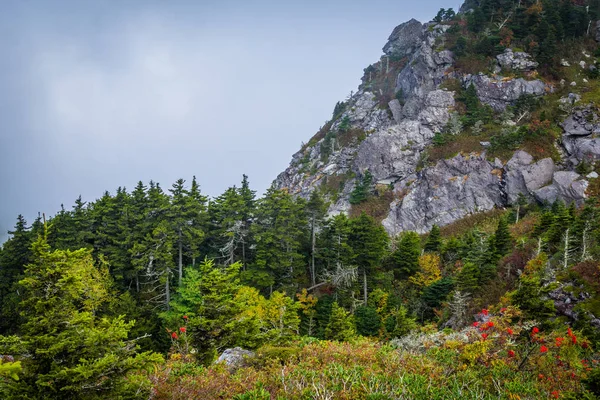 Ağaçlar ve siste büyükbaba Dağı, Kuzey Ca, kayalık yamaçlar