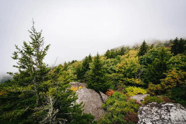 View of trees in fog from Black Rock, at Grandfather Mountain, i — Stock Photo, Image