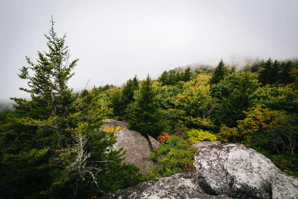 Widok drzewa w mgle z Black Rock, o Grandfather Mountain, ja — Zdjęcie stockowe