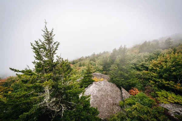 Weergave van bomen in de mist van Black Rock, bij Grootvader Berg, ik — Stockfoto