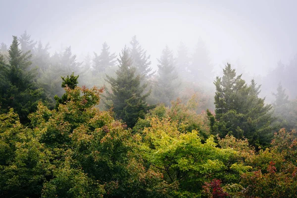 Vista de árvores no nevoeiro de Black Rock, no Grandfather Mountain, i — Fotografia de Stock