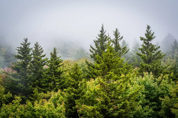View of trees in fog from Black Rock, at Grandfather Mountain, i — Stock Photo, Image