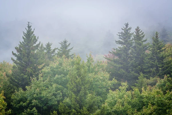 Vista de árboles en niebla desde Black Rock, en Grandfather Mountain, i — Foto de Stock