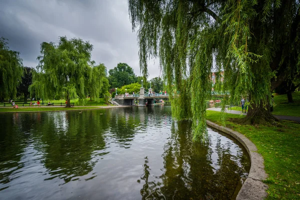 Sauces llorones y el lago en el Jardín Público de Boston —  Fotos de Stock