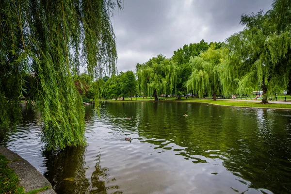 Weeping willow trees and the lake at the Public Garden in Boston — Stock Photo, Image