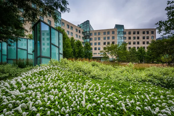 鲜花和建筑物在马萨诸塞州技术研究所 — 图库照片