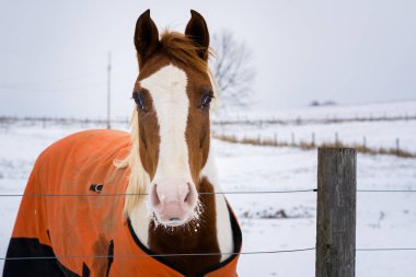 Jefferson, Pennsylvania yakınındaki bir kış günü görülen bir at.
