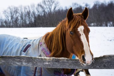 Jefferson, Pennsylvania yakınındaki bir kış günü görülen bir at.