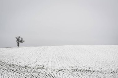 Ağaç ve kar bahar Grove, Pennsylvani yakınındaki çiftlik alanı kapsamında