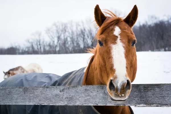 Jefferson, Pennsylvania yakınındaki bir kış günü görülen bir at.