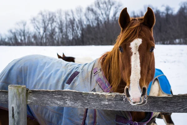 Jefferson, Pennsylvania yakınındaki bir kış günü görülen bir at.