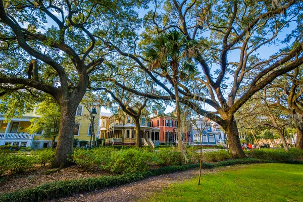 Ağaçlar Forsyth Park'ta Savannah, Georgia. — Stok fotoğraf