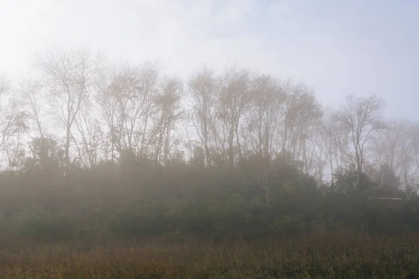 Bäume im Nebel an der Gedenkstätte Uferpark in Berg, — Stockfoto