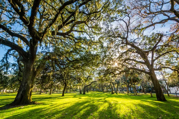 Árvores com musgo espanhol, no Forsyth Park, em Savannah, Geórgia . — Fotografia de Stock