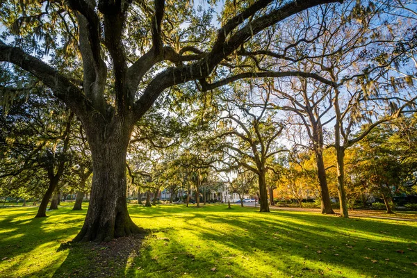Деревья с испанским мхом в парке Форсайт, Саванна, Джорджия . — стоковое фото