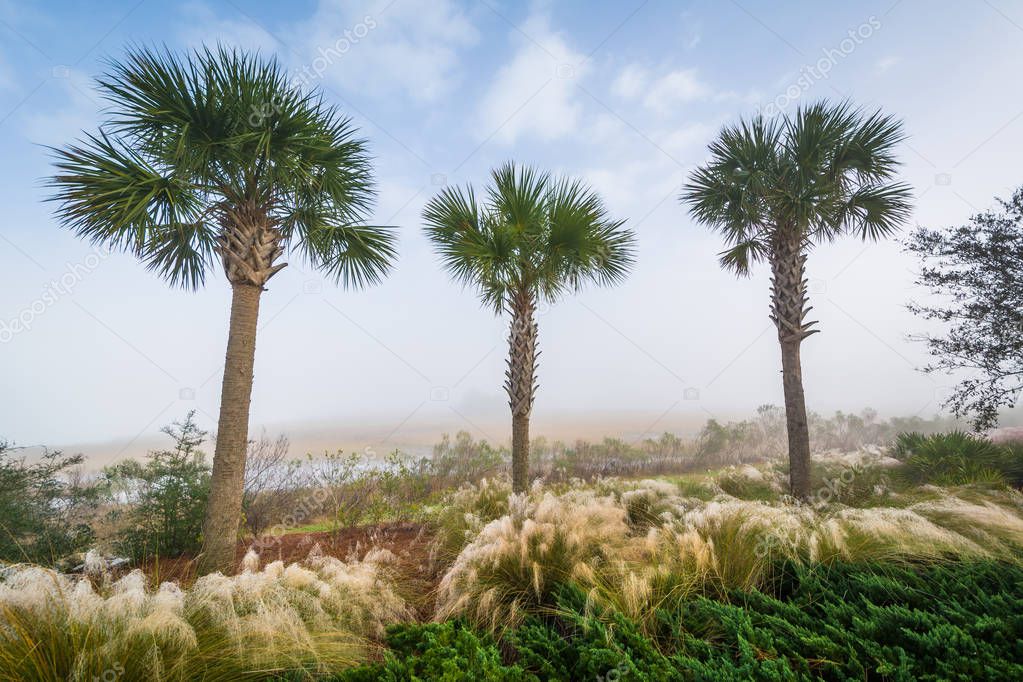 Palm trees and wetland along the Cooper River at the Memorial Wa