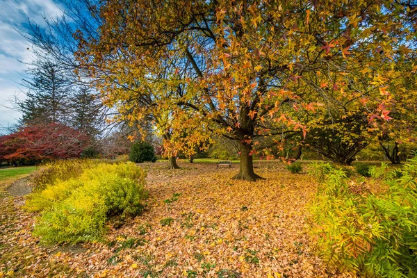 Осенний цвет в дендрарии Cylburn, Балтимор, Мэриленд . — стоковое фото