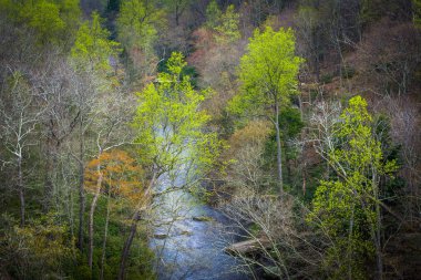 Bahar yeşillik Prettyboy depo, içinde Baltimore sayısı, görünümü