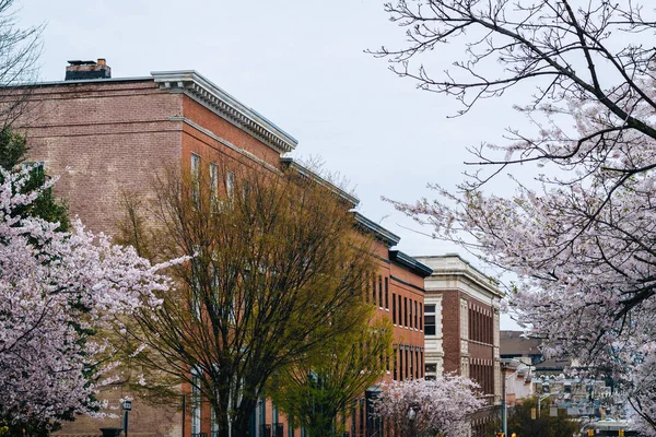 Třešňové květy ulicí Madison v Mount Vernon, Baltimore, — Stock fotografie