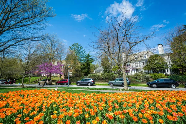 Tulipanes en Sherwood Gardens Park en Guilford, Baltimore, Maryland — Foto de Stock