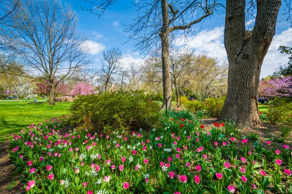 Tulipes au Sherwood Gardens Park à Guilford, Baltimore, Maryland — Photo