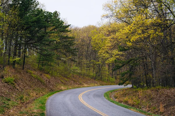 Kolor wiosny wzdłuż Blue Ridge Parkway w Wirginii. — Zdjęcie stockowe