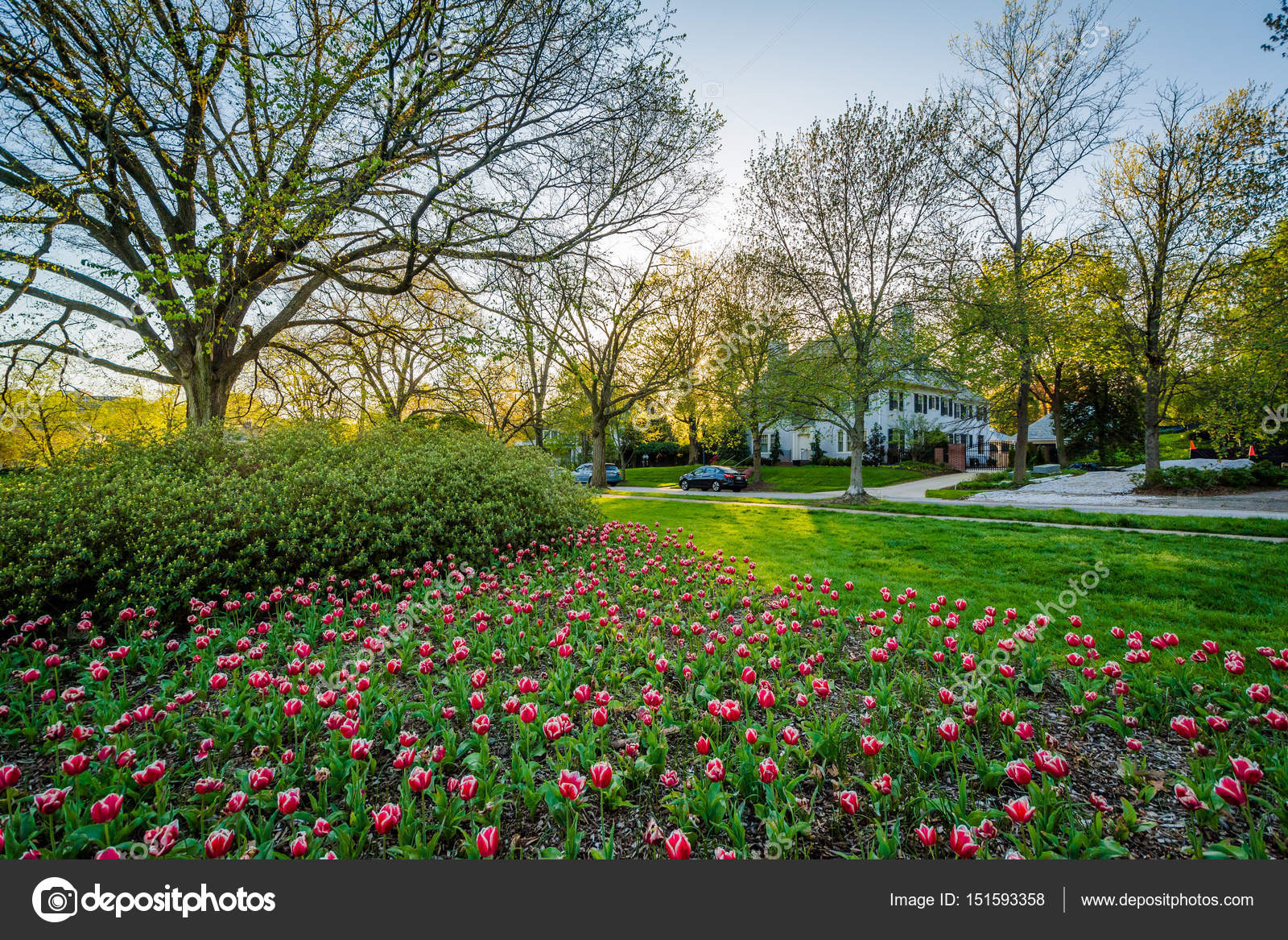 Tulips At Sherwood Gardens Park In Guilford Baltimore Marylan