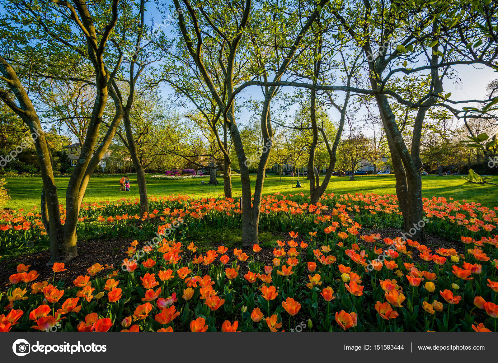 Tulips At Sherwood Gardens Park In Guilford Baltimore Marylan