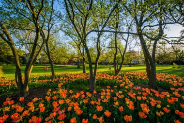 Tulips at Sherwood Gardens Park, in Guilford, Baltimore, Marylan clipart