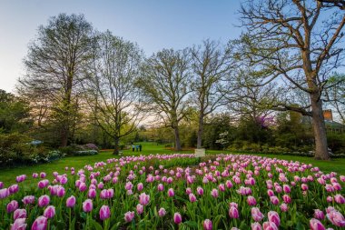 Sherwood bahçeleri Park'ta Guilford, Baltimore, Marylan laleler