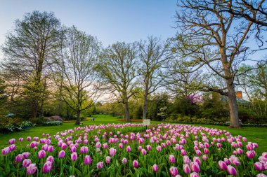 Tulips at Sherwood Gardens Park, in Guilford, Baltimore, Marylan clipart