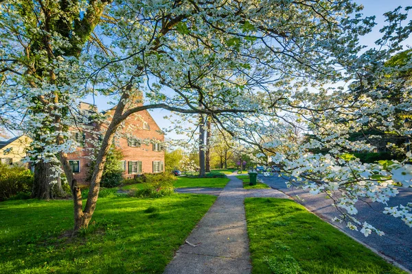나무와 집 길퍼드, 볼티모어, 메릴랜드. — 스톡 사진