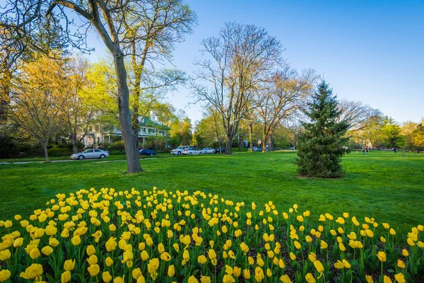 Tulipanes en Sherwood Gardens Park, en Guilford, Baltimore, Marylan — Foto de Stock