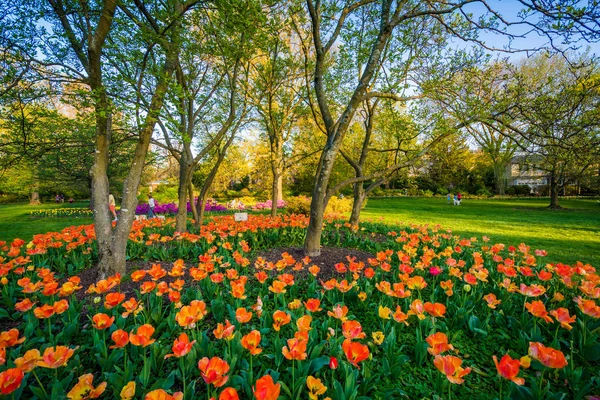 Tulips at Sherwood Gardens Park, in Guilford, Baltimore, Marylan
