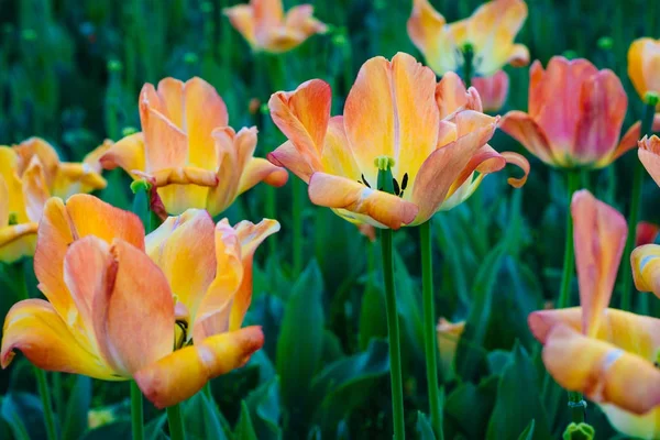 Tulips at Sherwood Gardens Park, in Guilford, Baltimore, Marylan — Stock Photo, Image