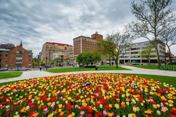 Tulipani ed edifici ad Albany, New York . — Foto Stock