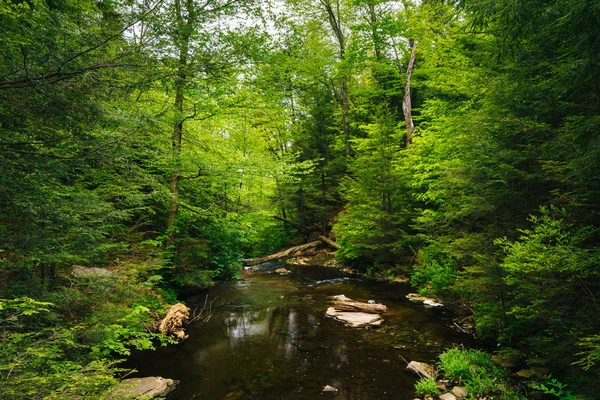 一条小溪在茂密的森林，在里基茨格伦州立公园，Pennsylva — 图库照片