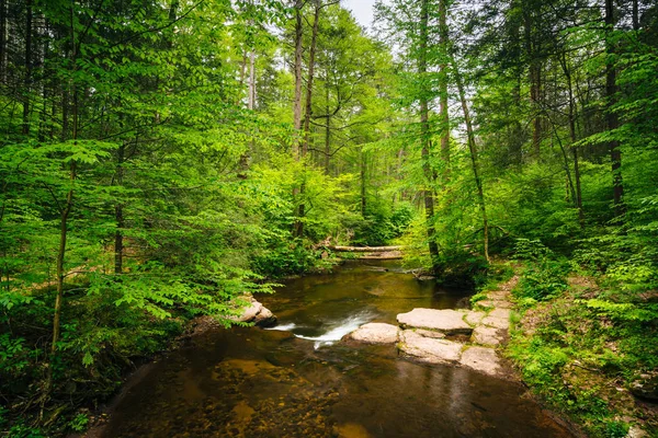 一条小溪在茂密的森林，在里基茨格伦州立公园，Pennsylva — 图库照片