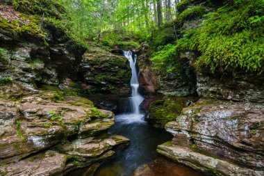 Adam'ın Falls, Ricketts Glen State Park, Pennsylvania.